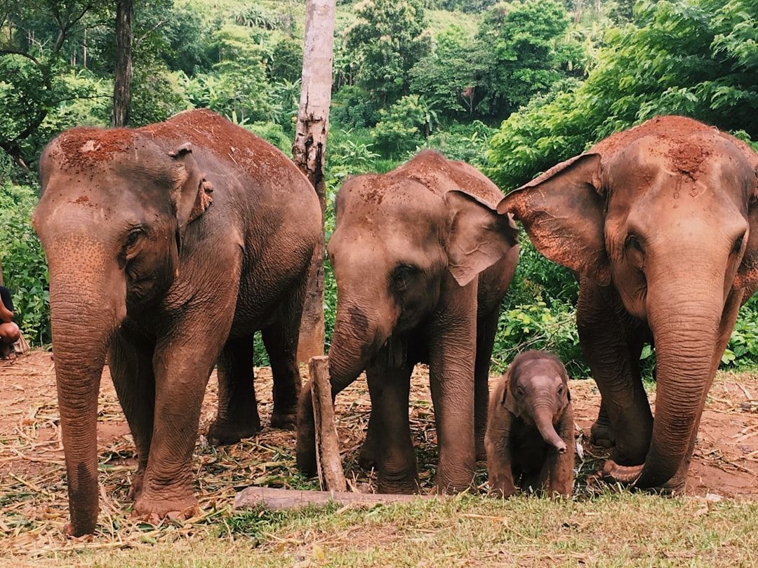 Elephants, which need saying clearly in Chiang Mai